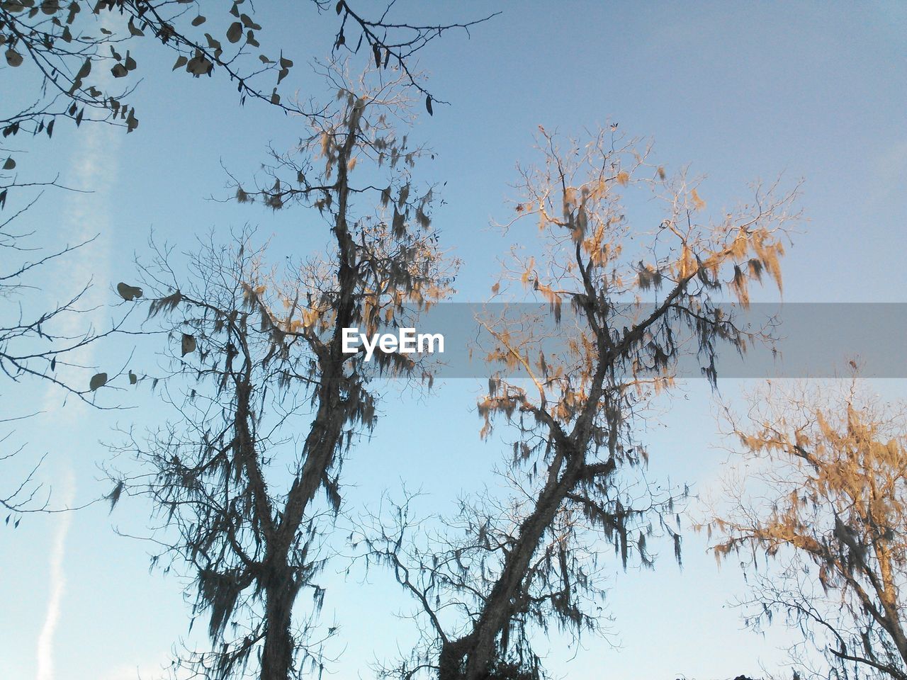 LOW ANGLE VIEW OF TREE AGAINST SKY