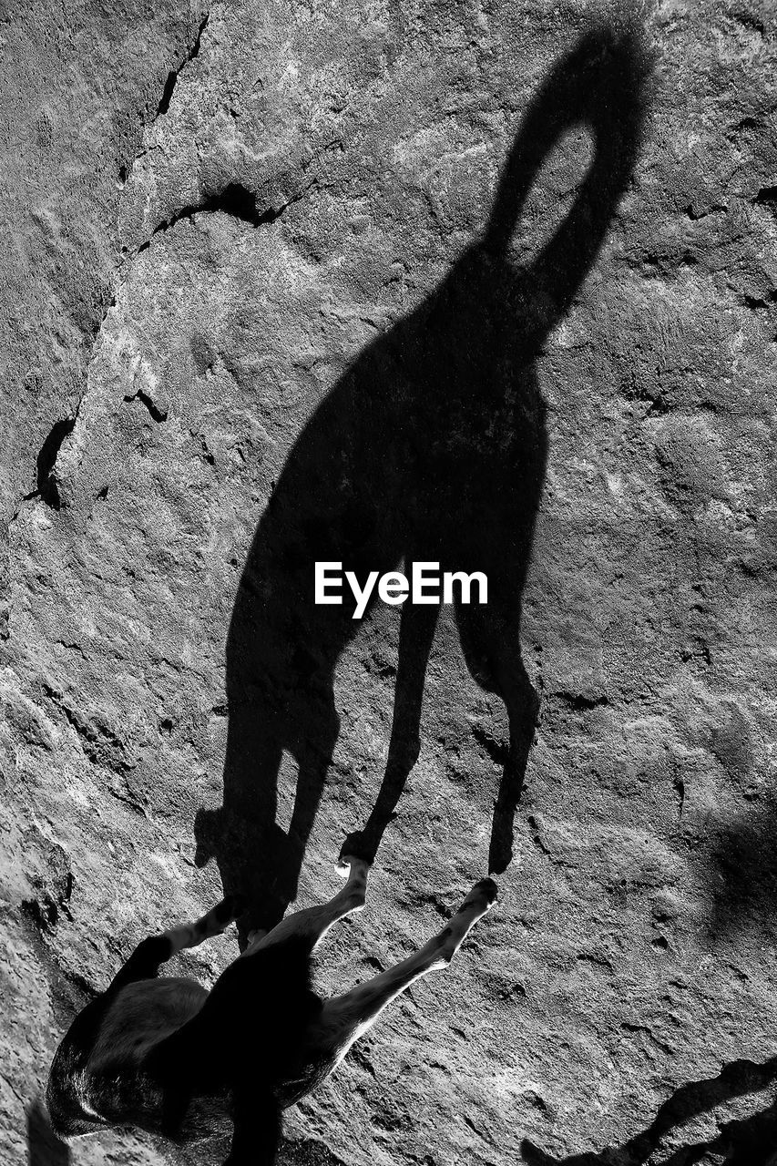 SHADOW OF HORSE ON ROCK
