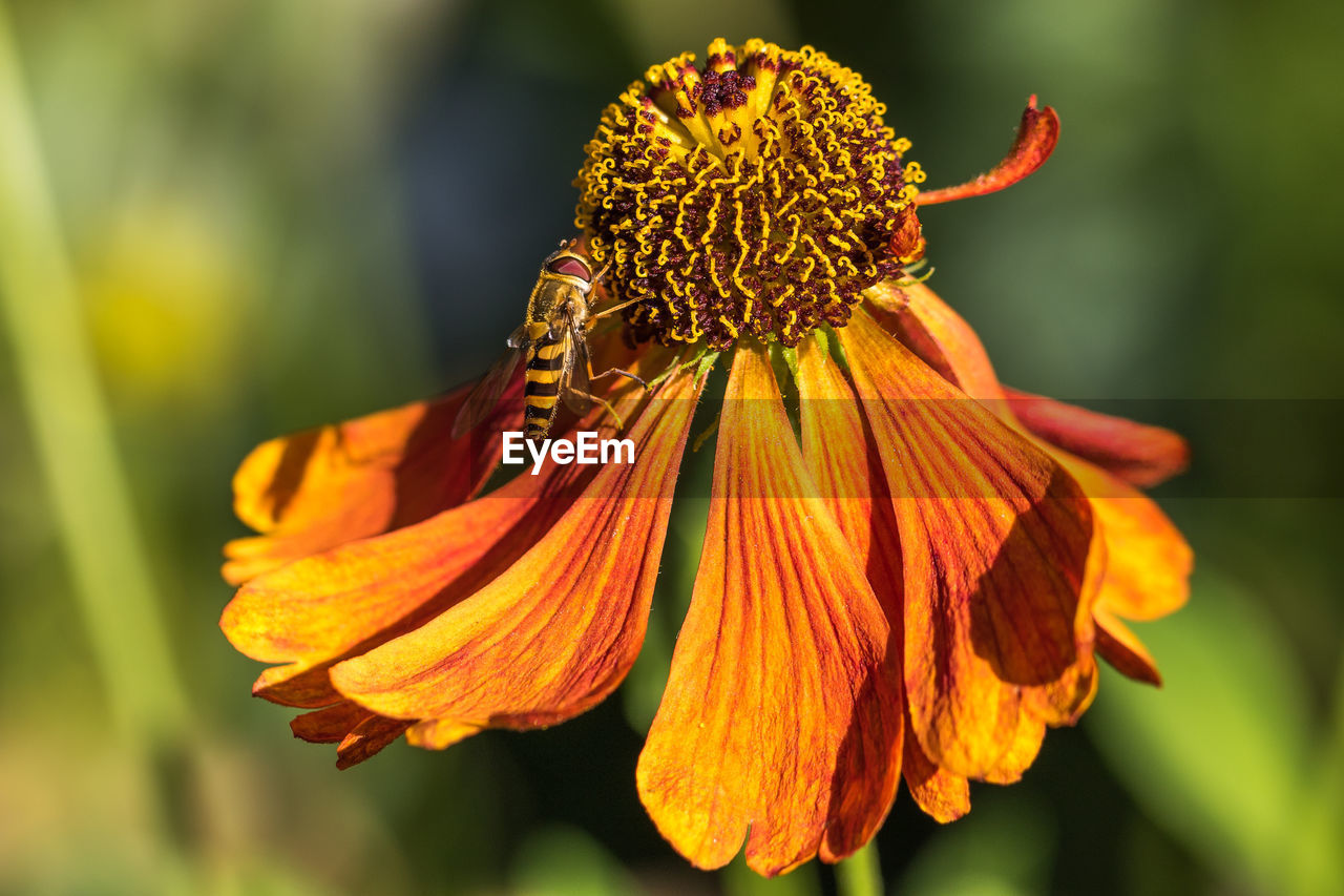 Close-up of bee on flower