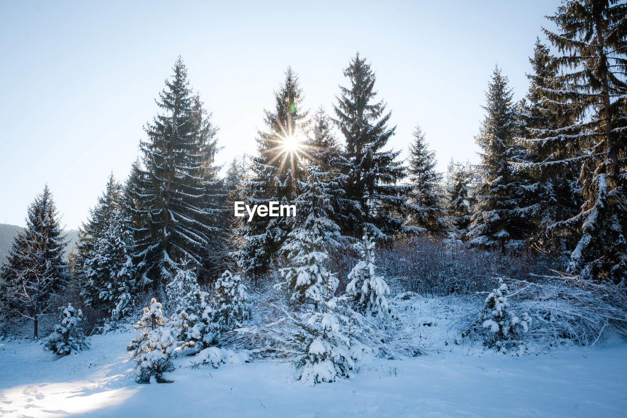 Snow covered trees against sky