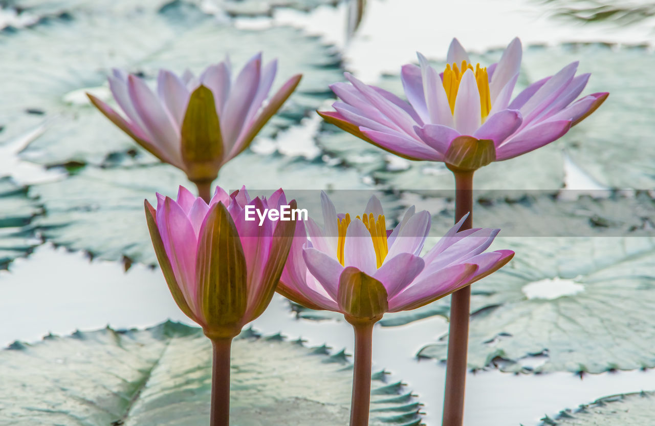 Close-up of lotus water lily in lake