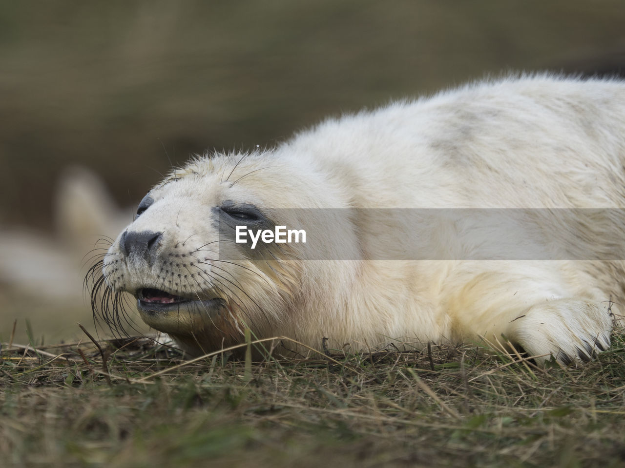 Close-up of grey seal sleeping on grassy field