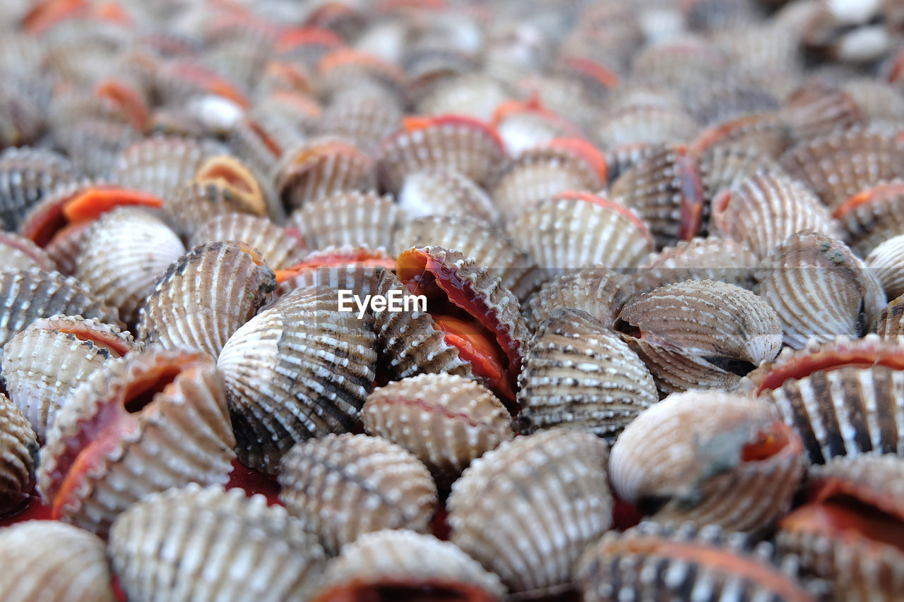 FULL FRAME SHOT OF FISH IN MARKET