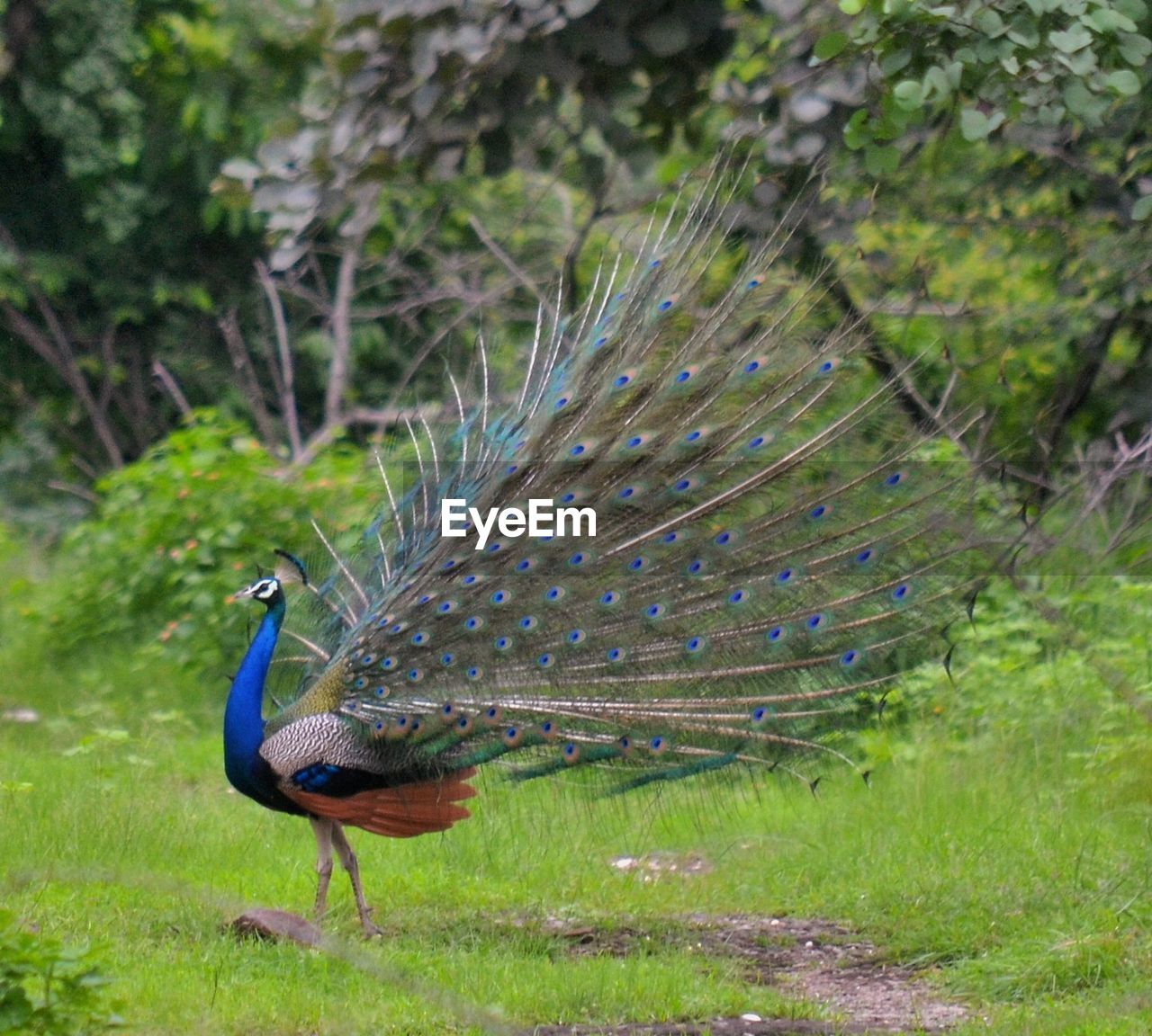 CLOSE-UP OF BIRD PERCHING ON GRASS