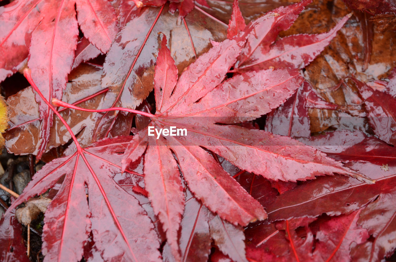 Full frame shot of wet red leaves