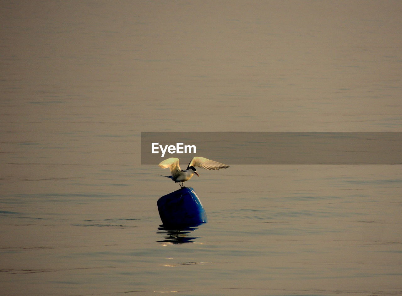Bird perching on blue buoy in river