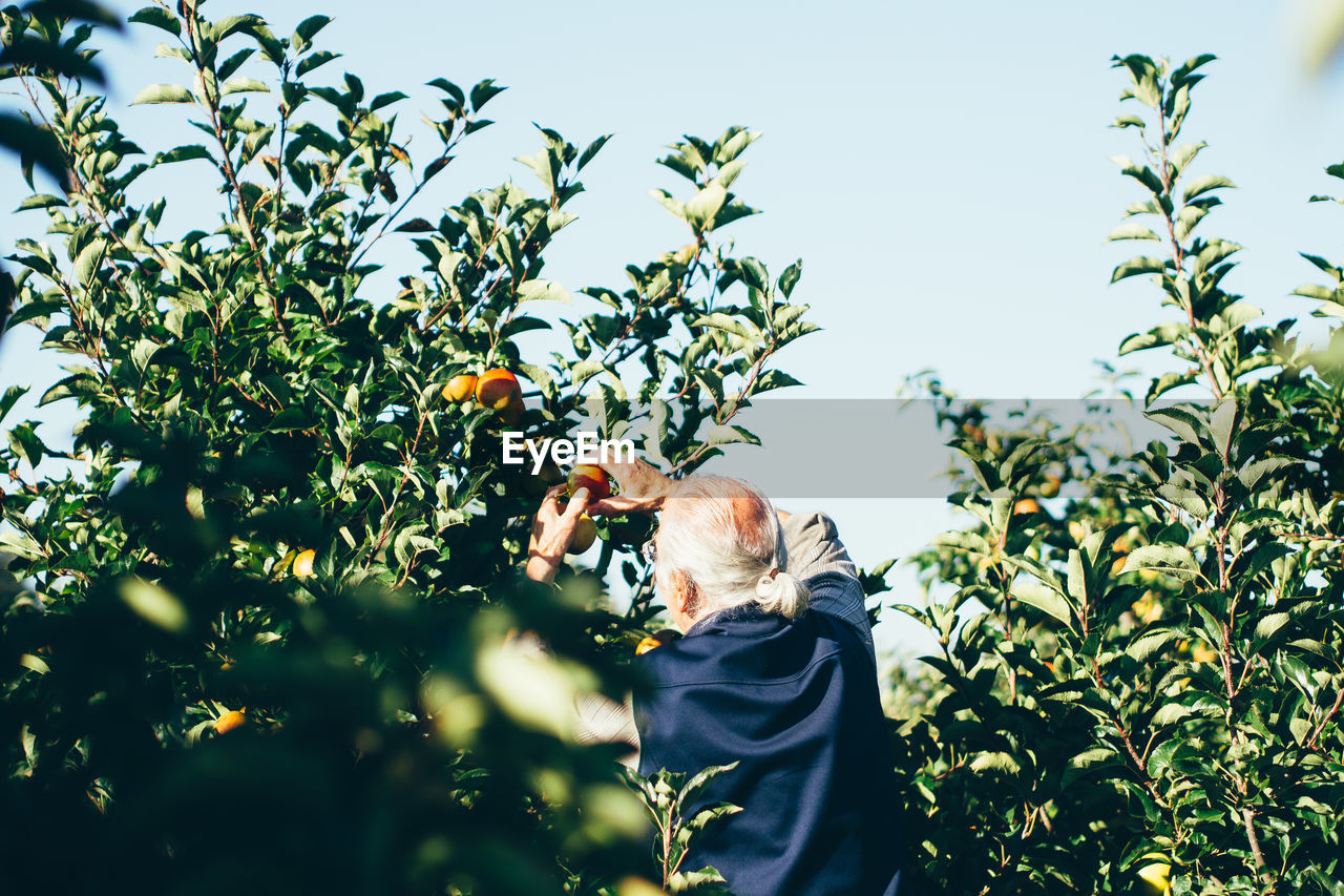 LOW ANGLE VIEW OF WOMAN HOLDING TREE