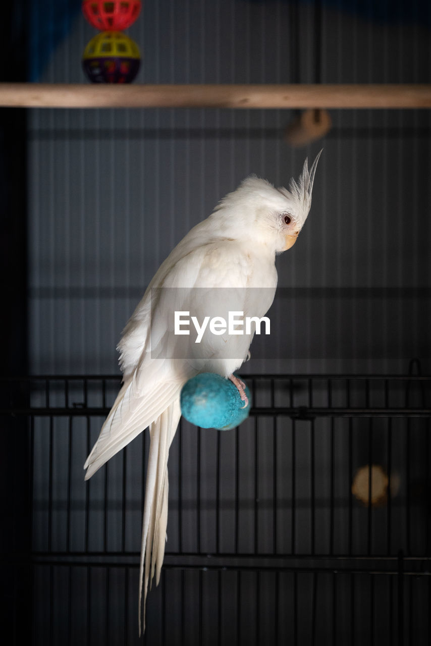 Close-up of a bird in cage