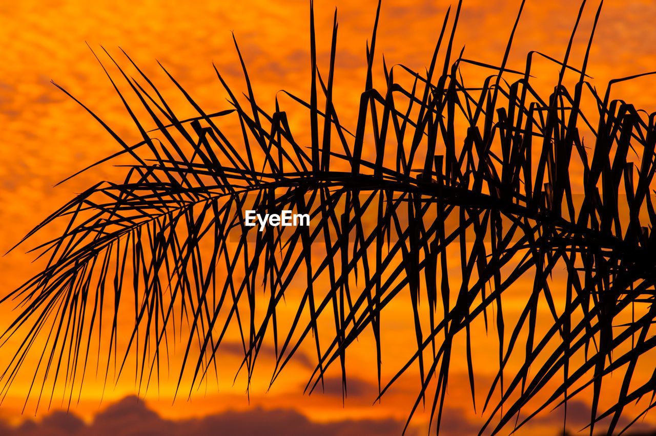 Close-up of silhouette plants against orange sky