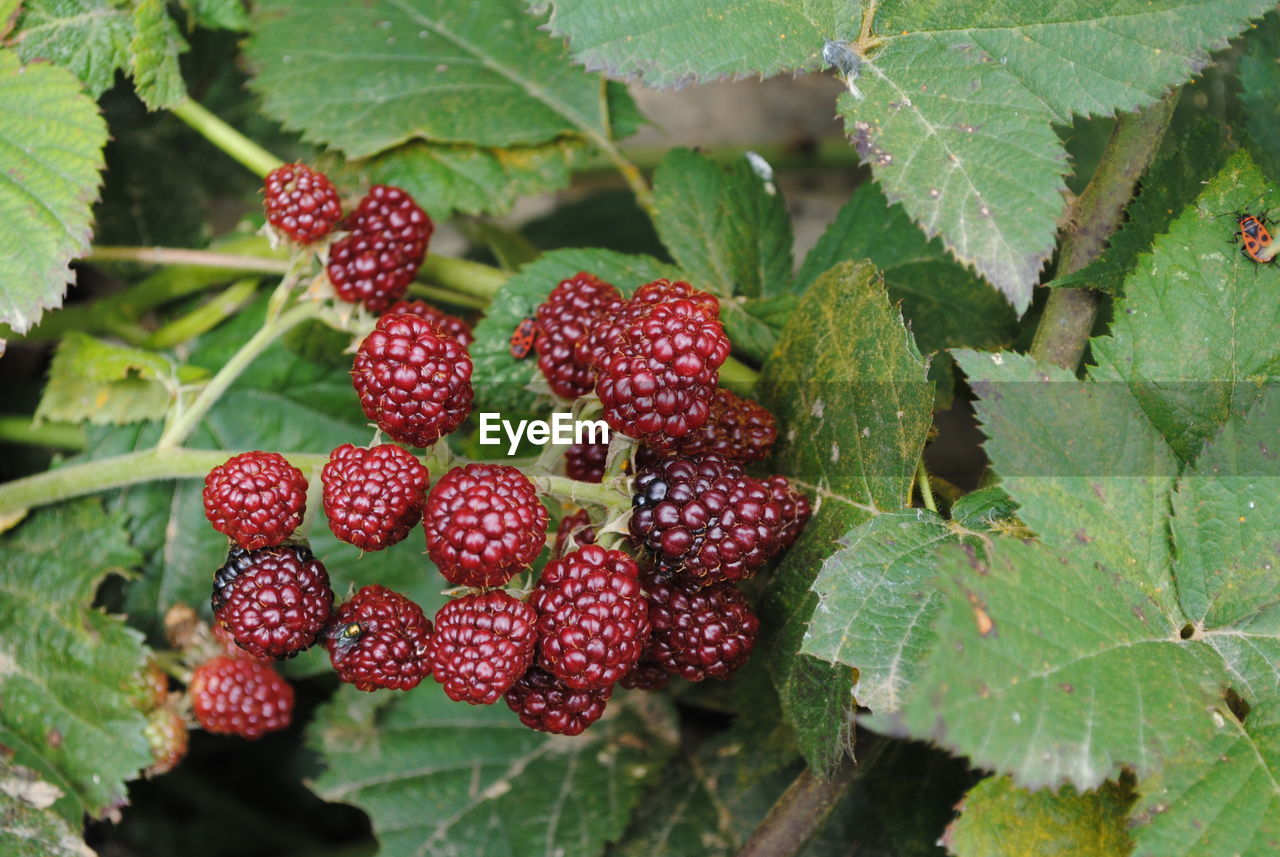 Close-up of berries on plant