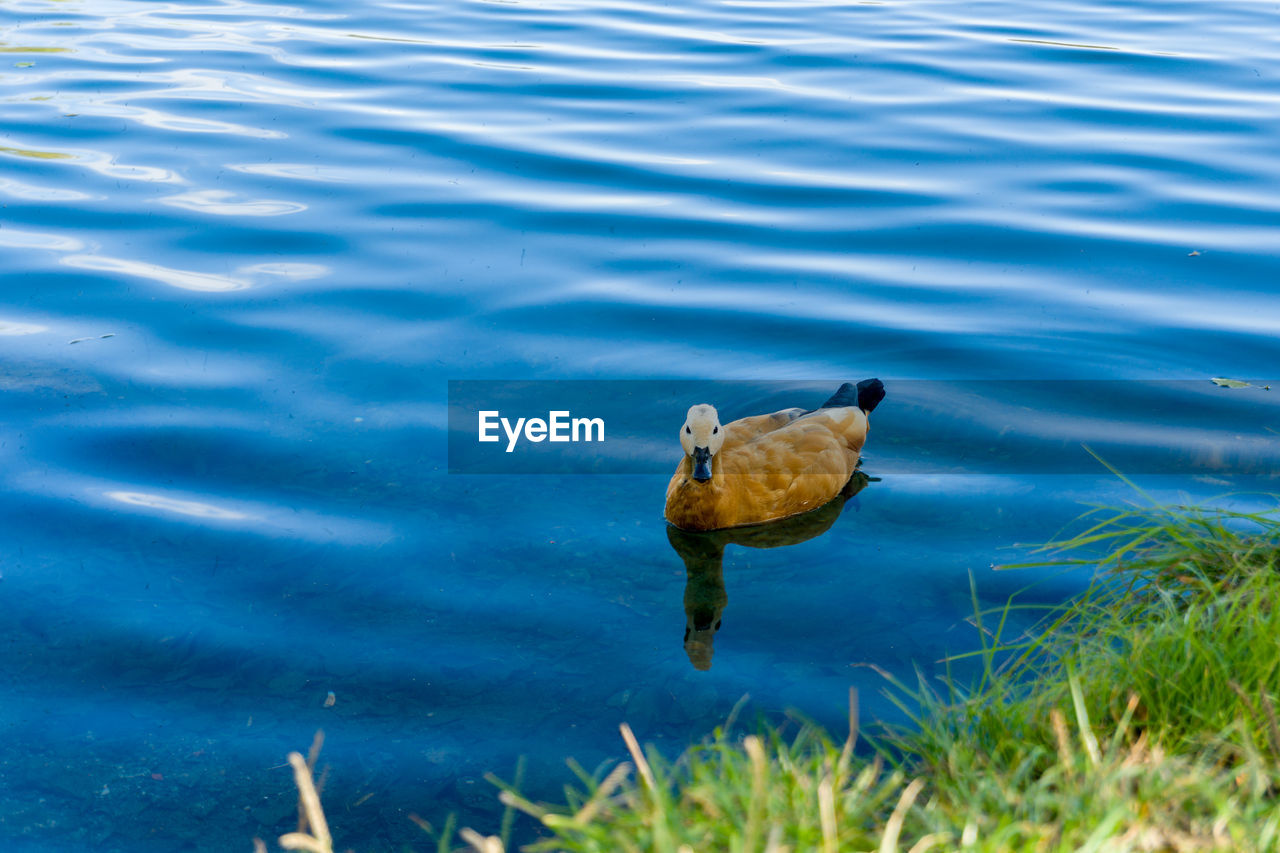 animal themes, animal, water, animal wildlife, one animal, wildlife, bird, duck, lake, no people, nature, water bird, reflection, day, swimming, ducks, geese and swans, poultry, outdoors, rippled, high angle view