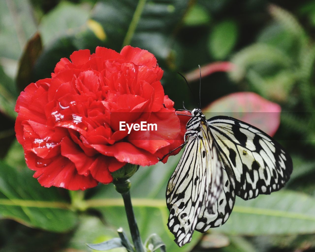 Close-up of red flower and butterfly