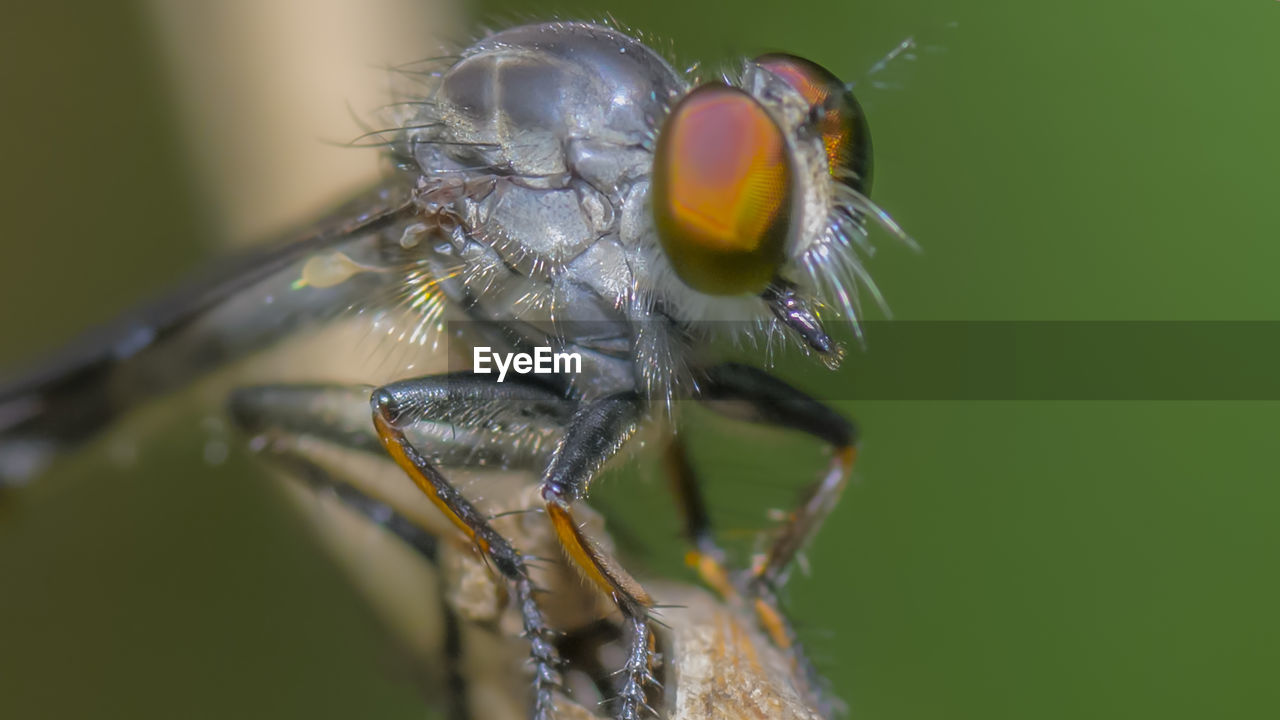 CLOSE-UP OF INSECT