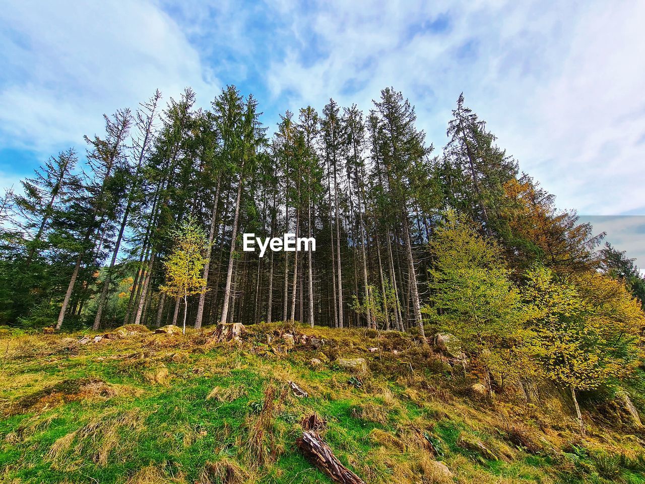 LOW ANGLE VIEW OF TREES AGAINST SKY