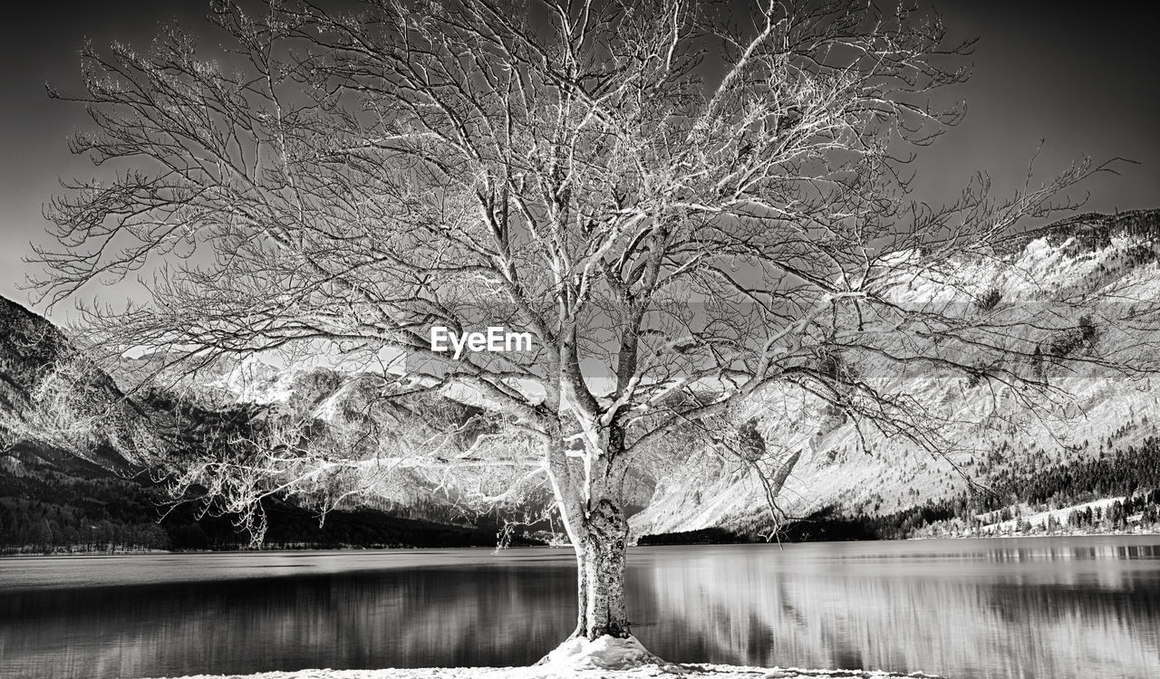 Bare tree by lake against snowcapped mountains