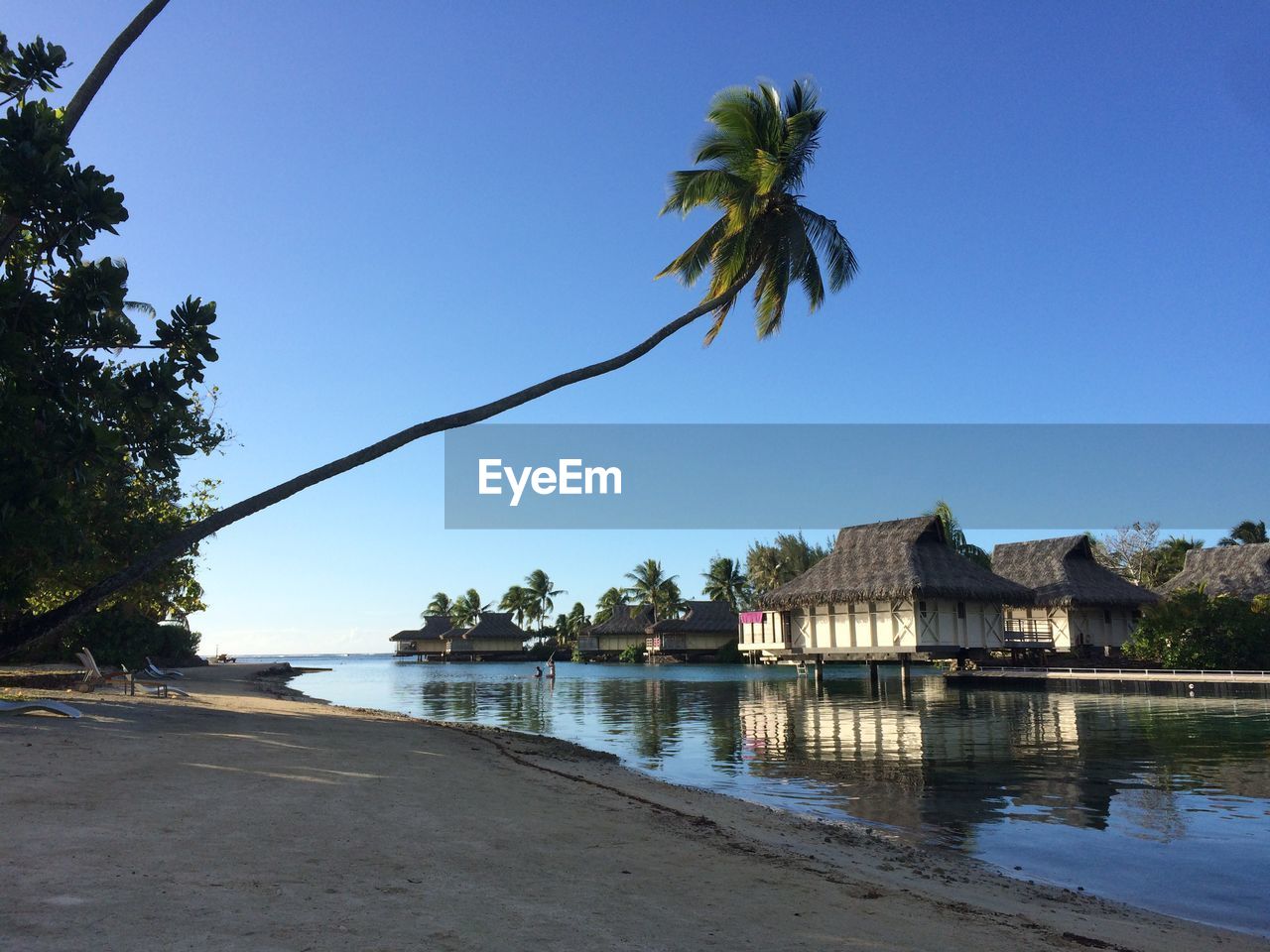 Palm tree by houses at beach against clear sky