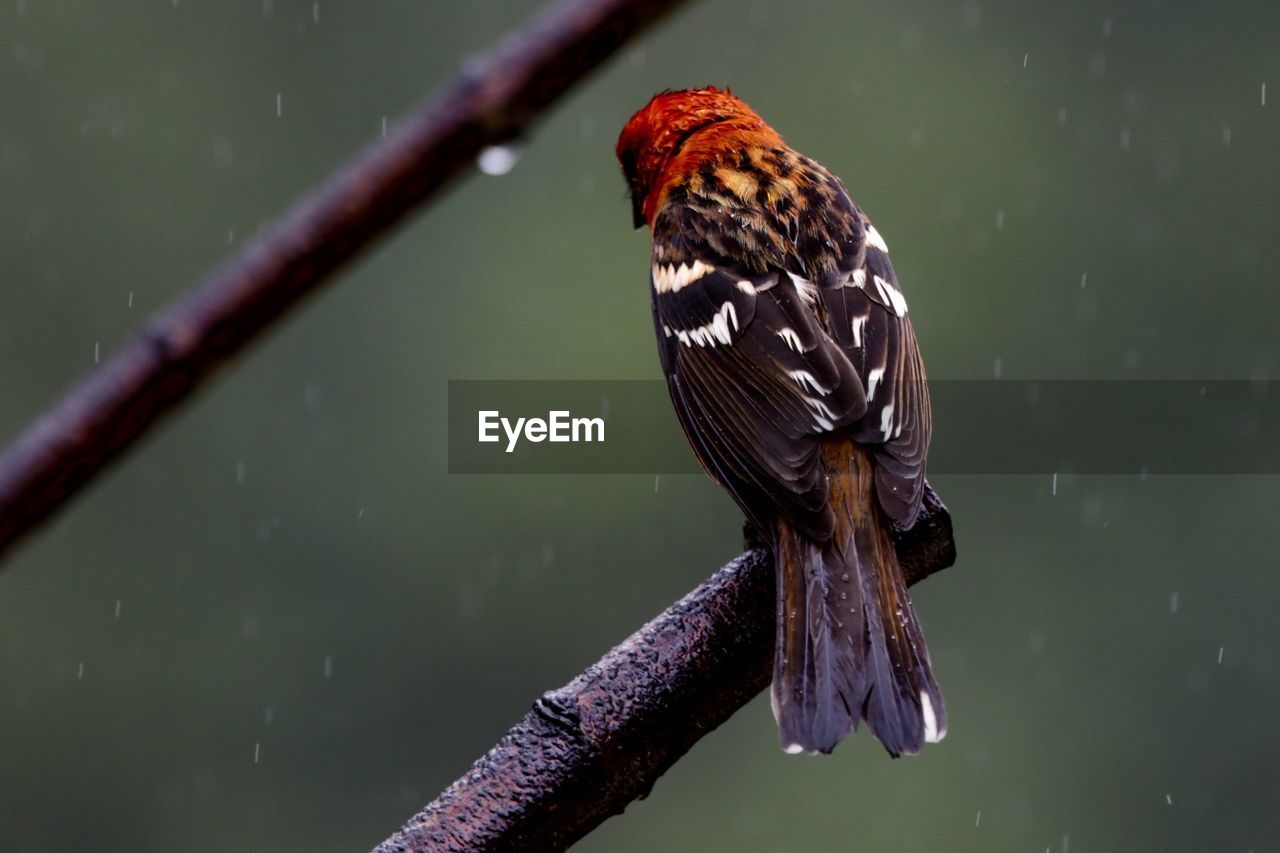 Close-up of bird perching on lake