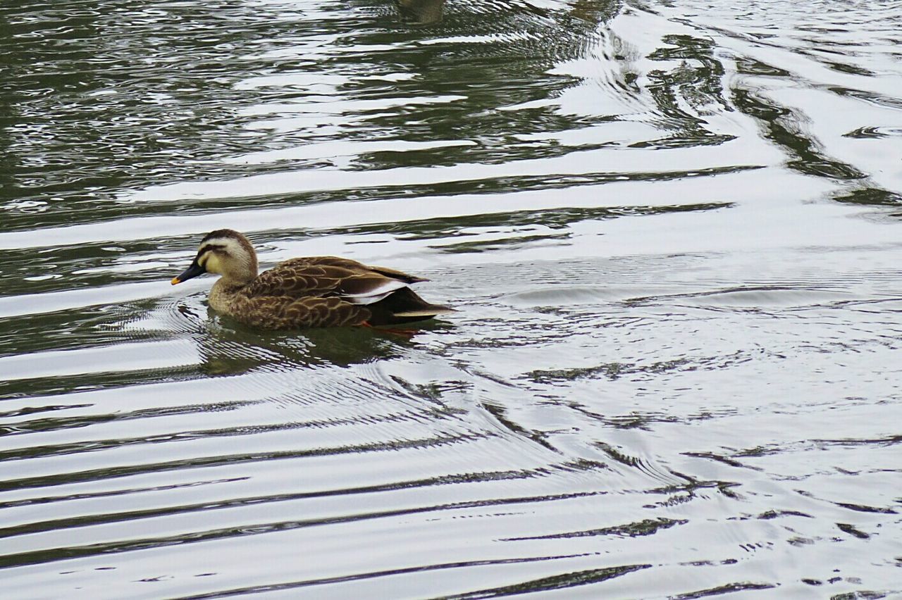 MALLARD DUCK SWIMMING ON LAKE