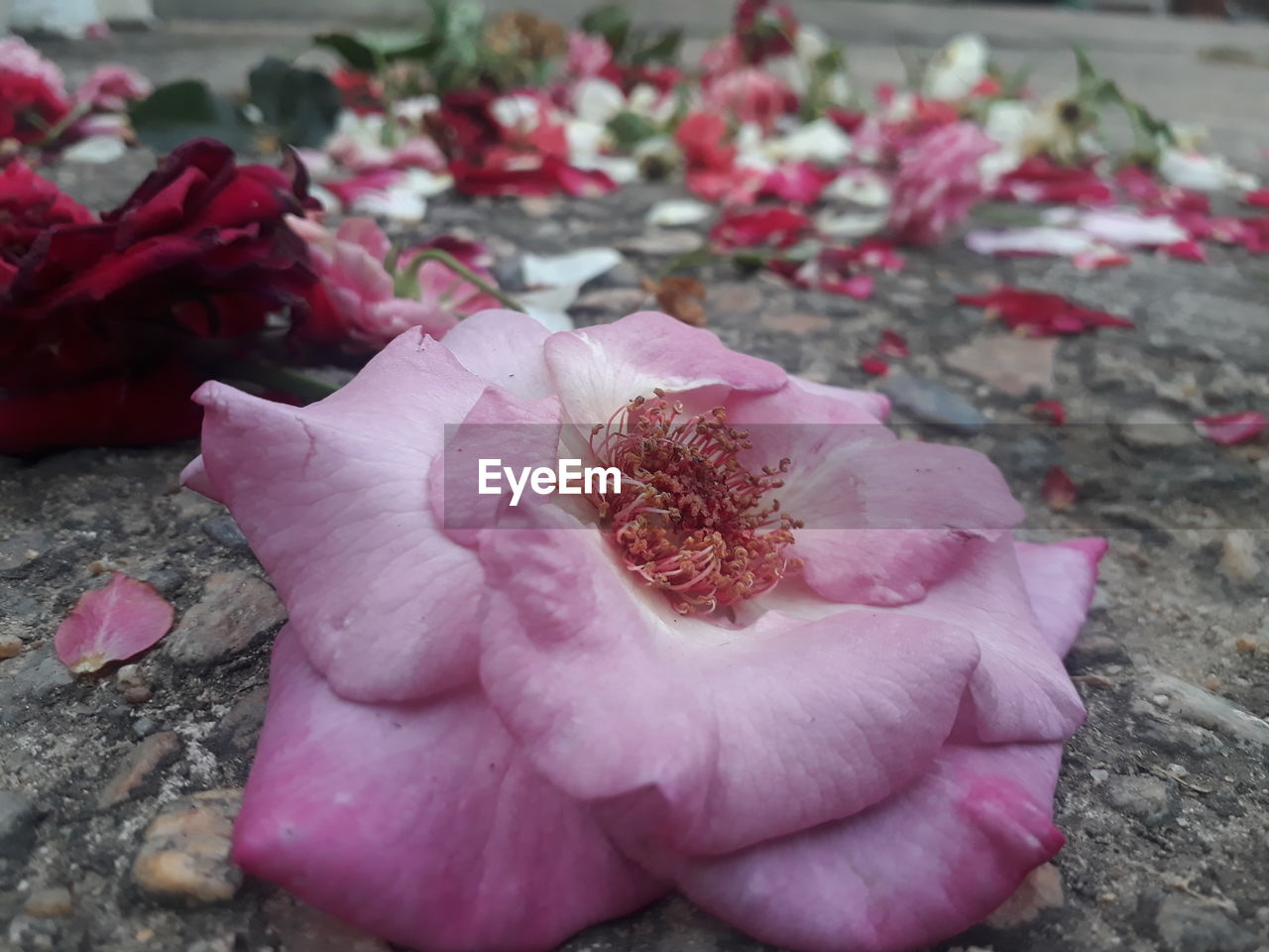 CLOSE-UP OF PINK ROSE PETALS