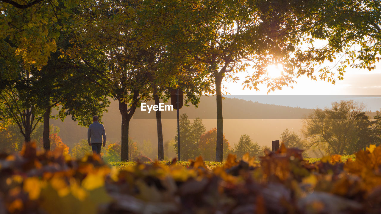 Trees on autumn leaves against sky during sunset