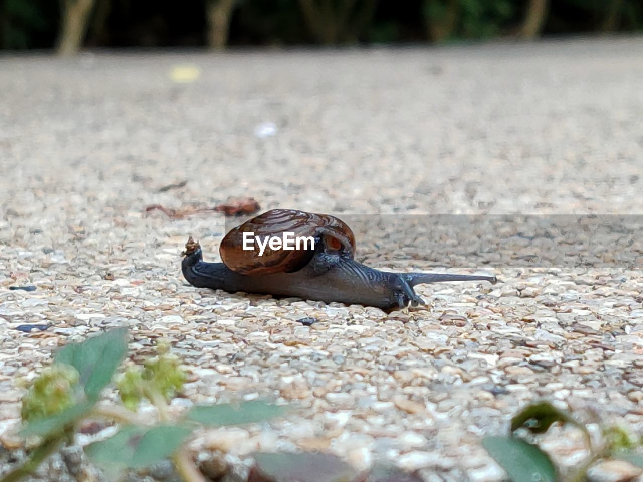 CLOSE-UP OF SNAIL ON THE GROUND