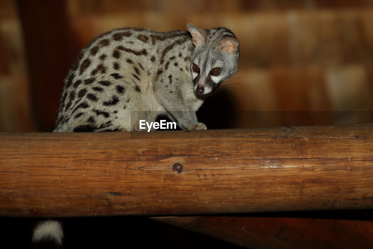 A common genet on a beam