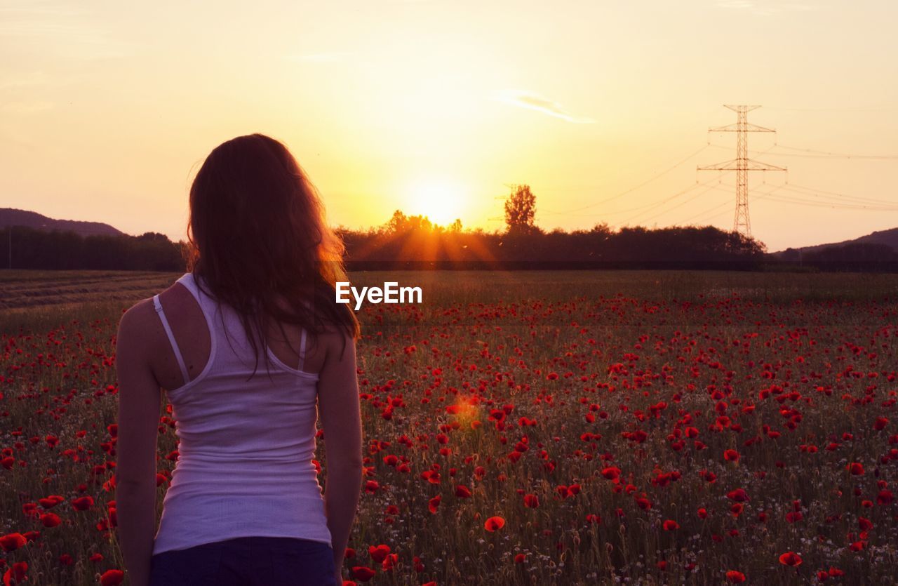 Rear view of woman standing in poppy field against sky during sunset