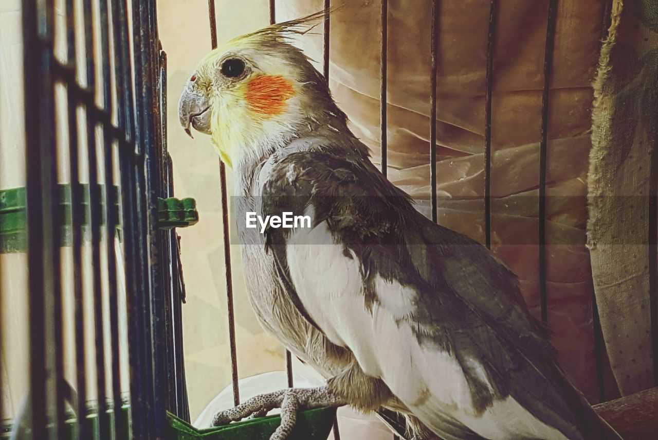 CLOSE-UP OF BIRDS IN CAGE