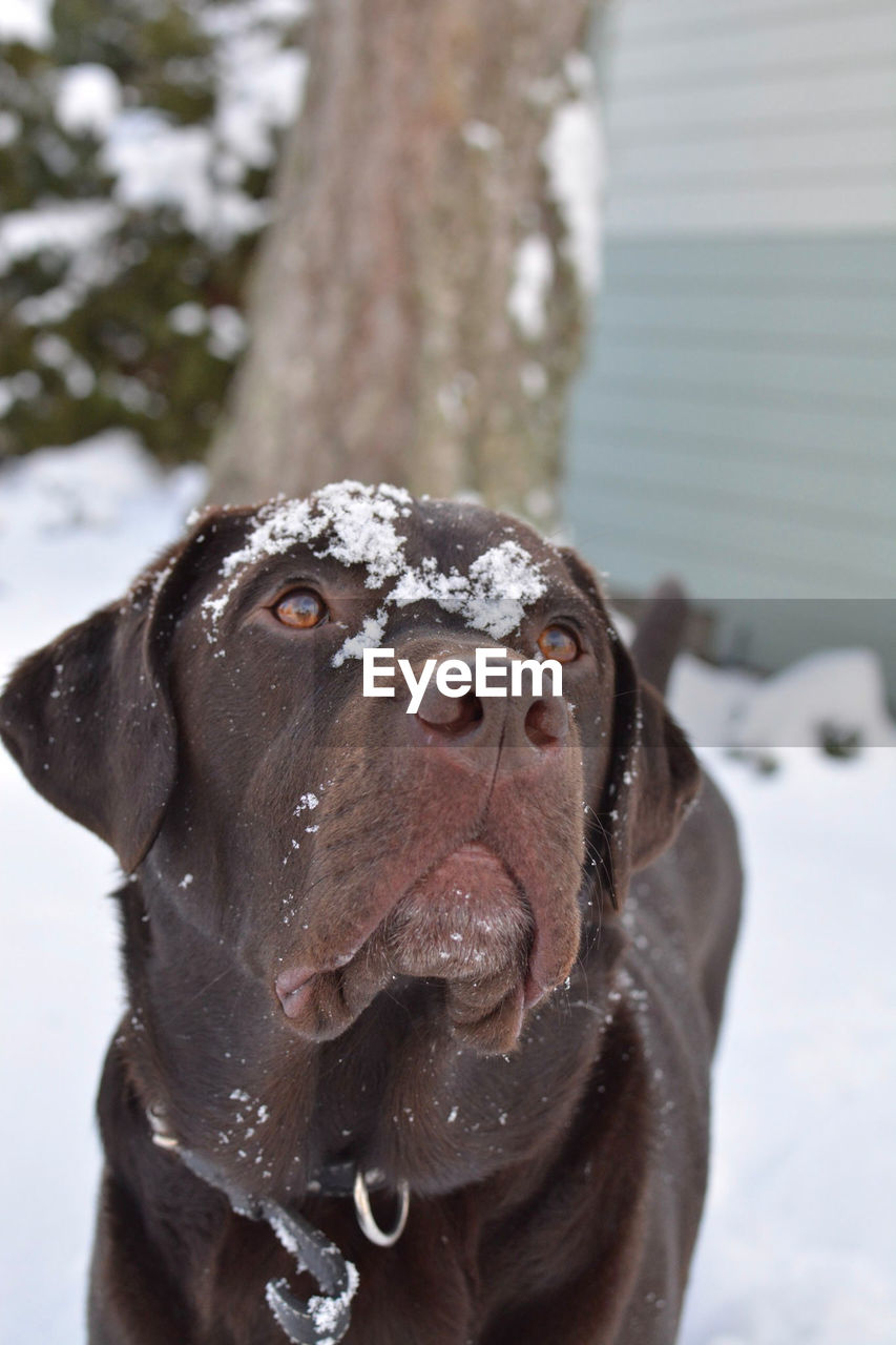 CLOSE-UP OF DOG WITH SNOW
