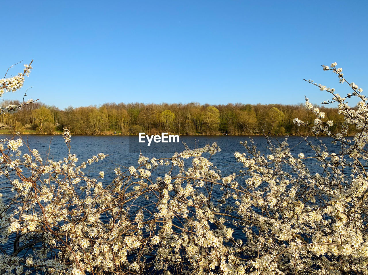 PLANTS BY LAKE AGAINST CLEAR BLUE SKY