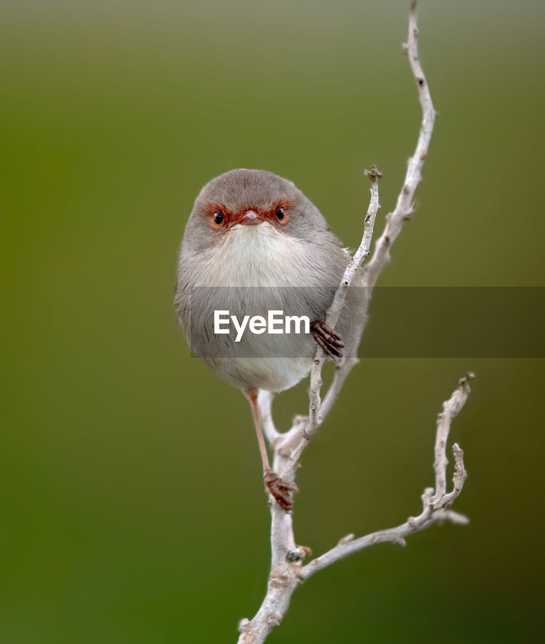 CLOSE-UP OF A BIRD ON BRANCH