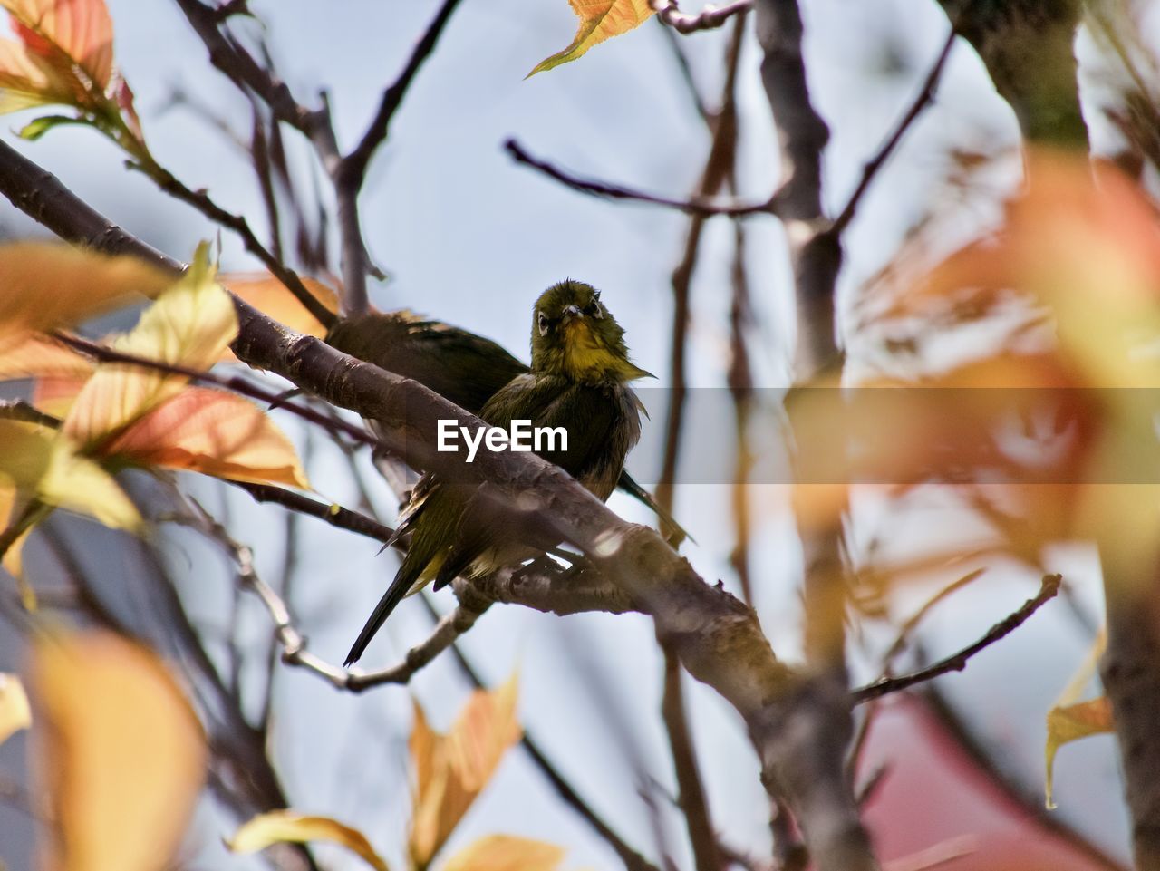 Low angle view of wet bird perching on branch
