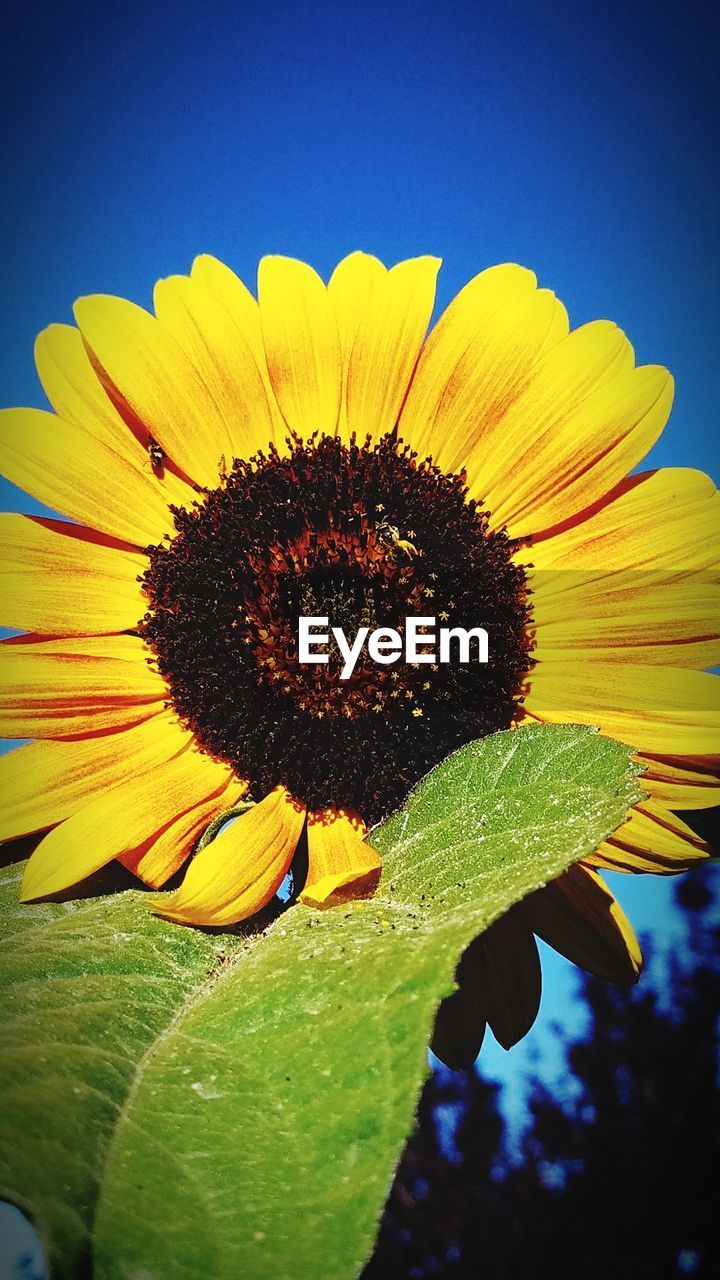 CLOSE-UP OF SUNFLOWER ON PLANT