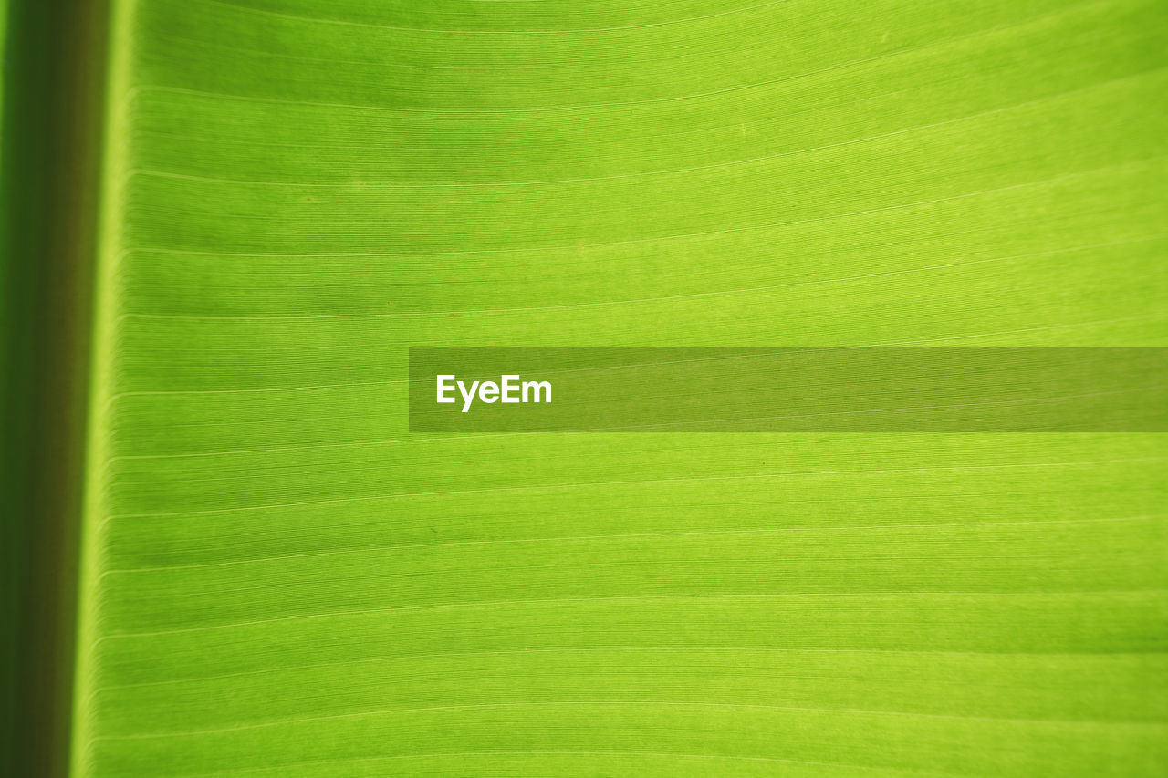 FULL FRAME SHOT OF PALM LEAVES