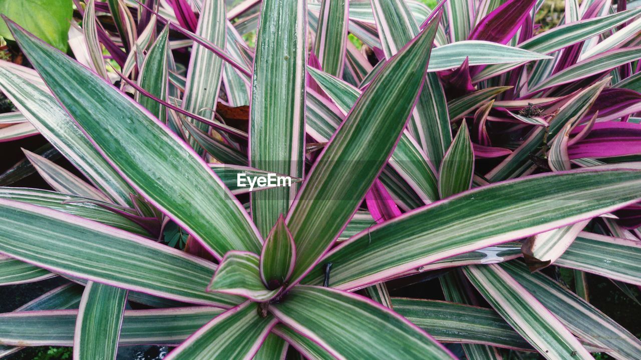 Full frame shot of plants