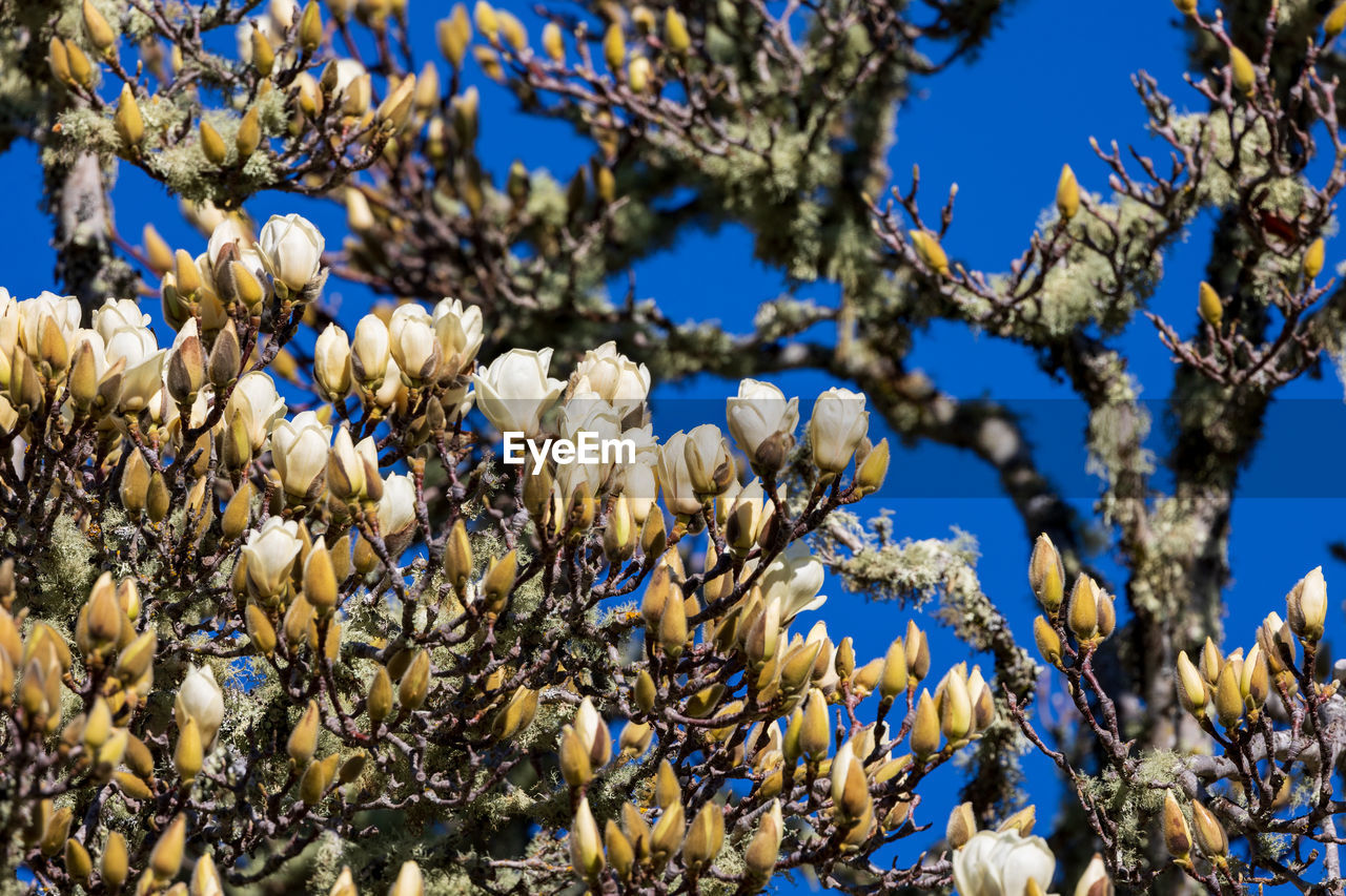 plant, tree, spring, branch, growth, flower, beauty in nature, blossom, nature, no people, low angle view, flowering plant, day, sky, freshness, blue, springtime, fragility, outdoors, leaf, close-up, sunlight, focus on foreground, clear sky, tranquility, produce