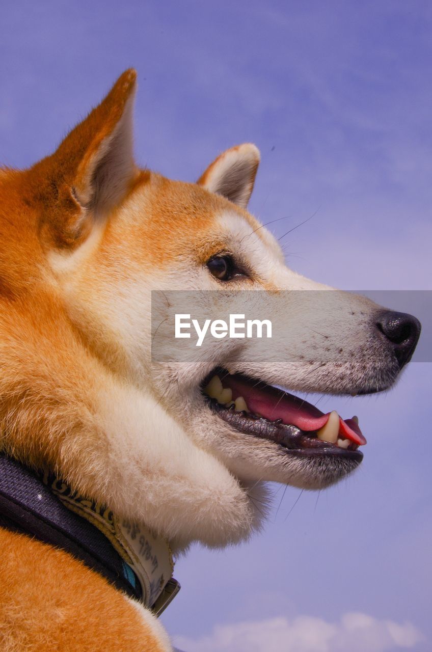 Close-up of a dog looking away