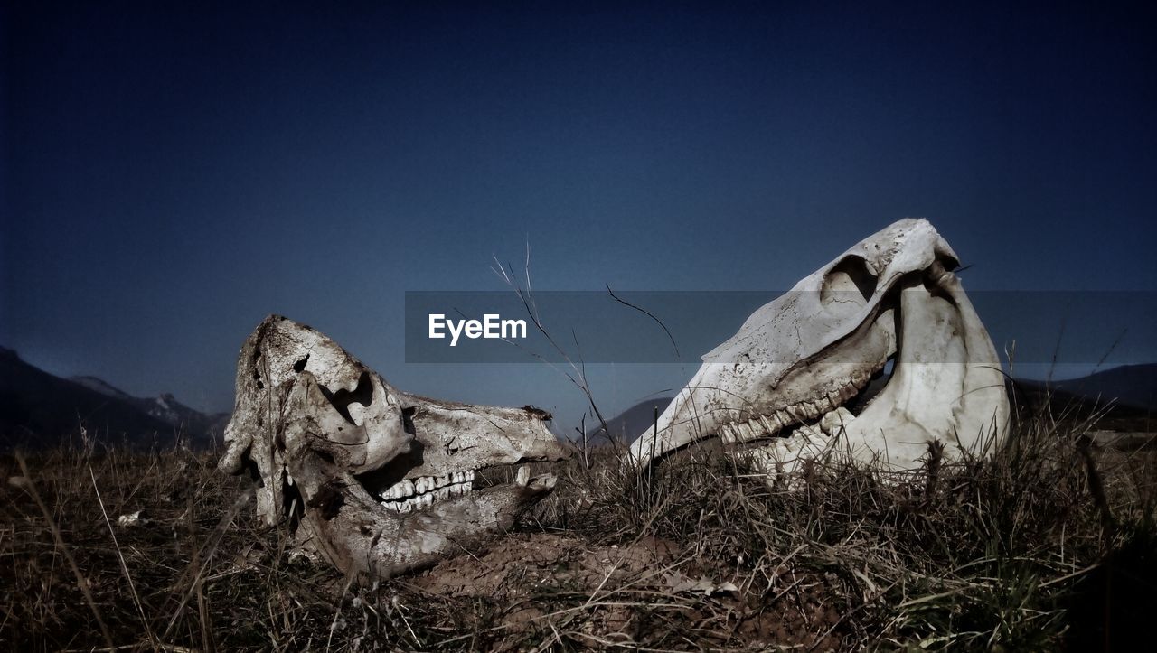 CLOSE-UP OF ANIMAL SKULL ON FIELD