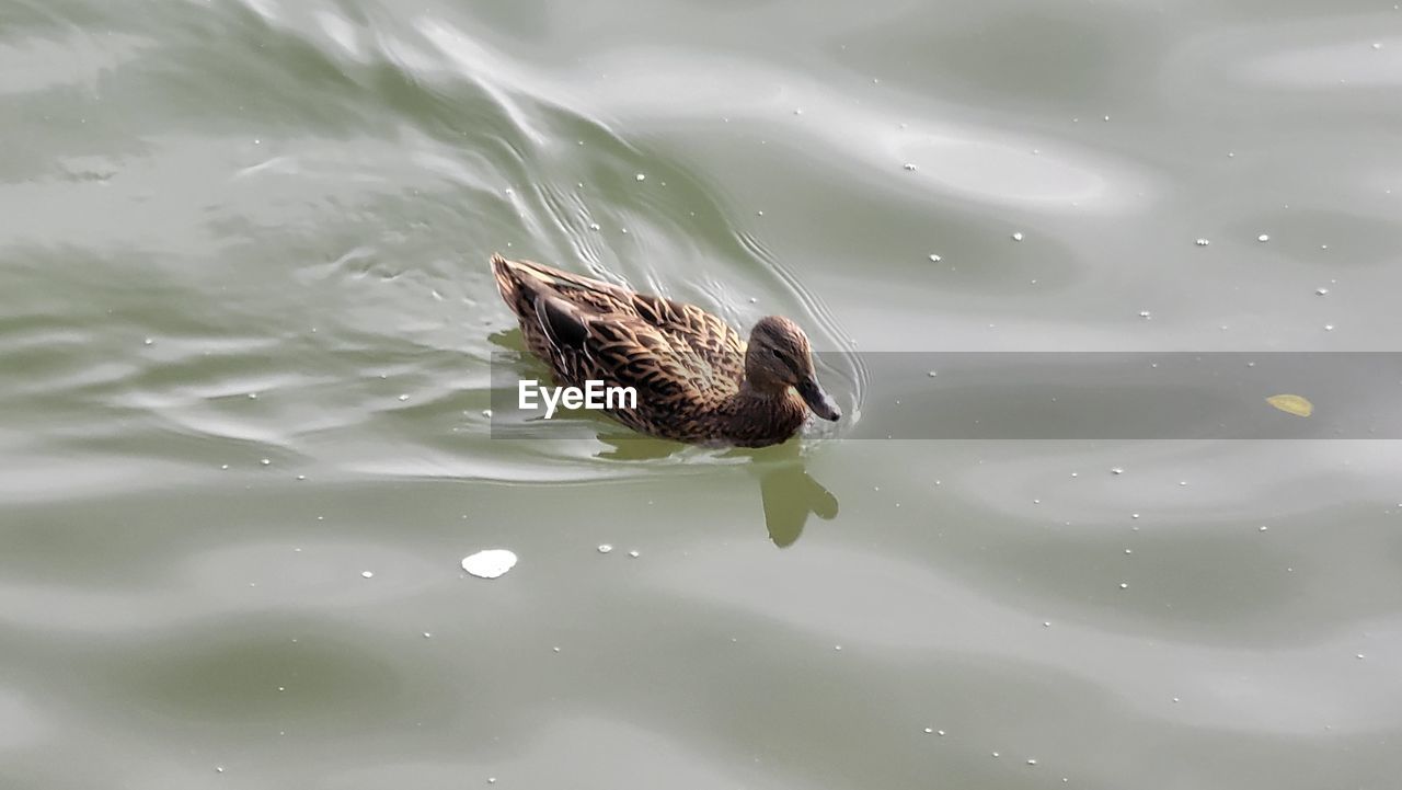 Lone duck swim away from the ducks
