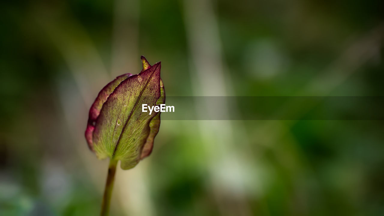 Close-up of flower bud growing outdoors