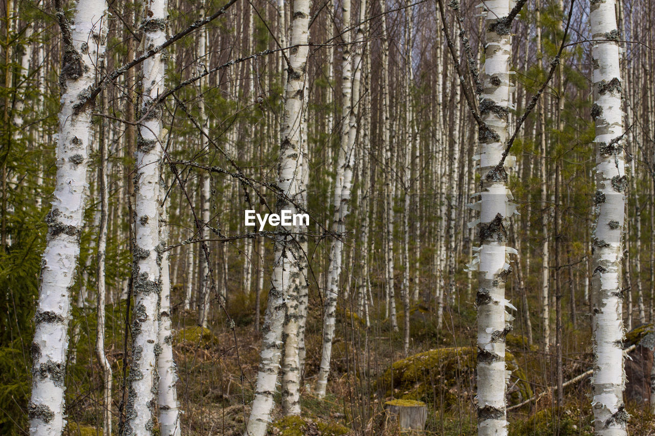 Pine trees in forest during winter