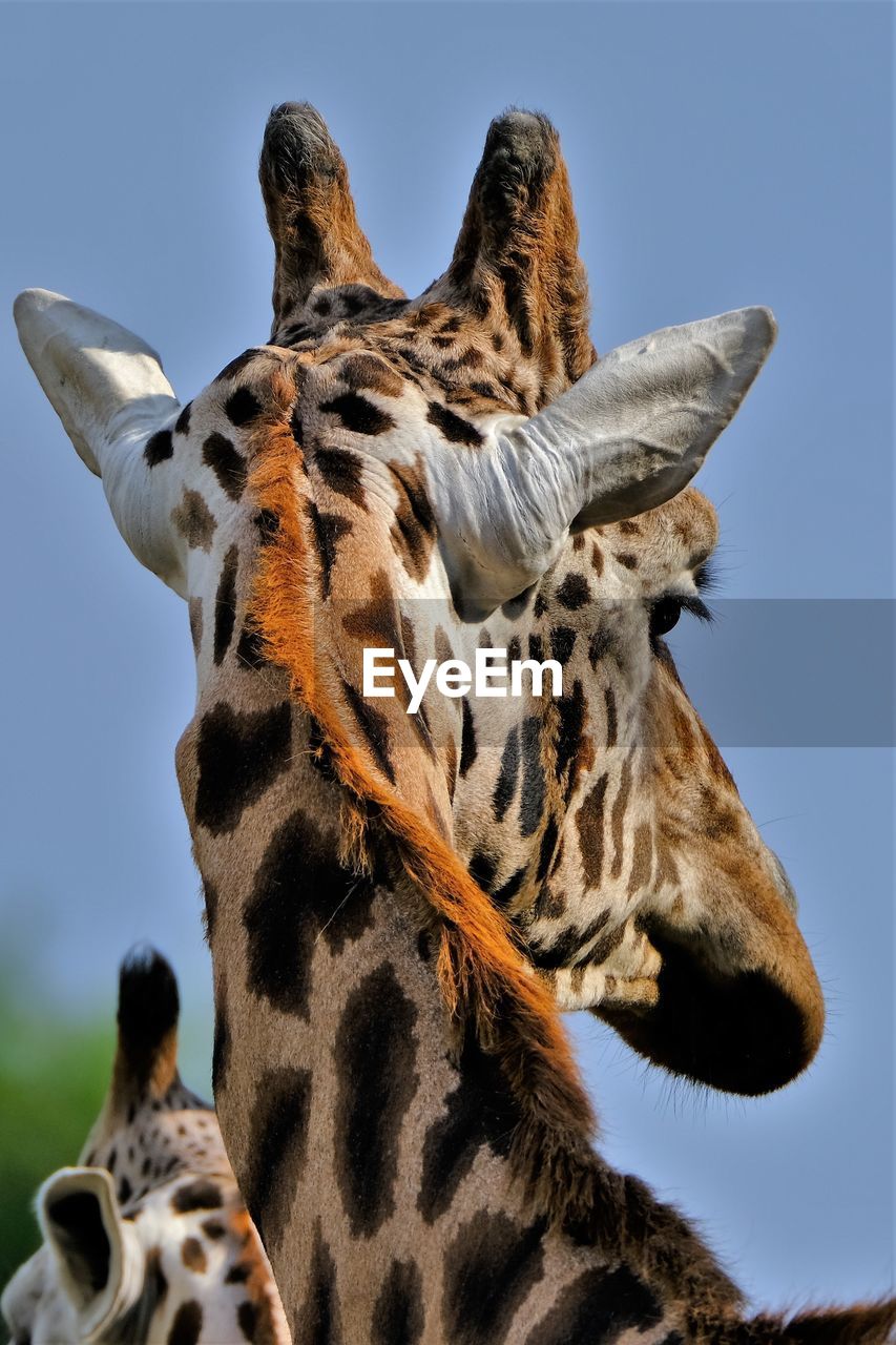 Low angle view of giraffe against sky