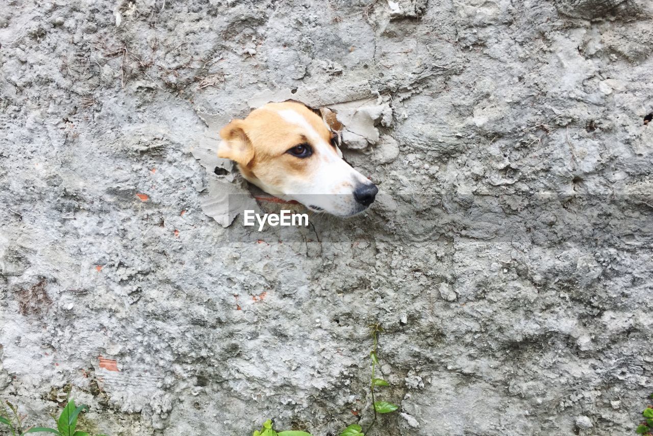 Dog peeking through wall