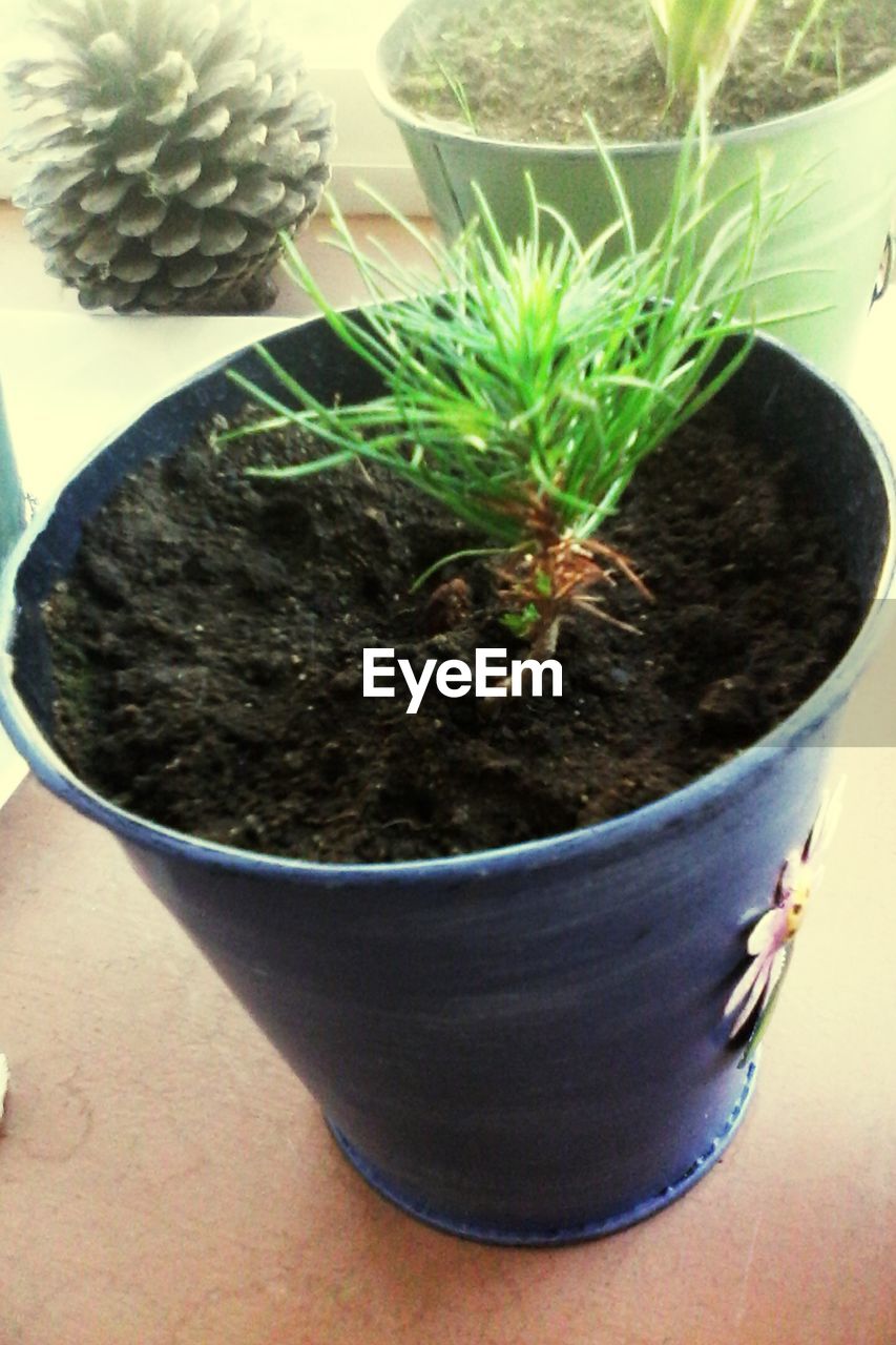 CLOSE-UP OF POTTED PLANTS