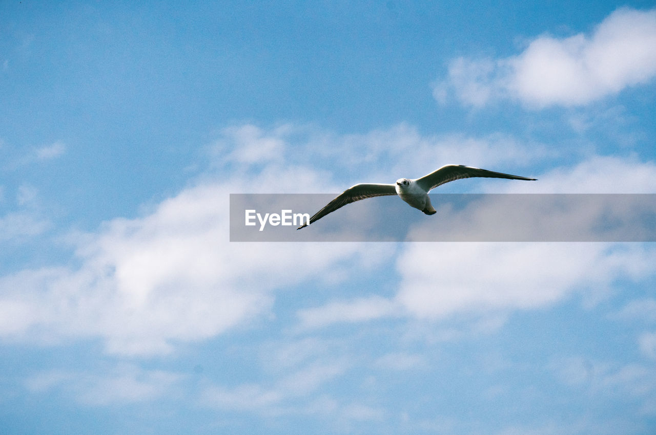 sky, animal themes, animal, animal wildlife, bird, flying, wildlife, cloud, one animal, spread wings, animal body part, blue, gull, low angle view, seabird, nature, mid-air, no people, day, outdoors, wing, motion, animal wing, full length, beauty in nature