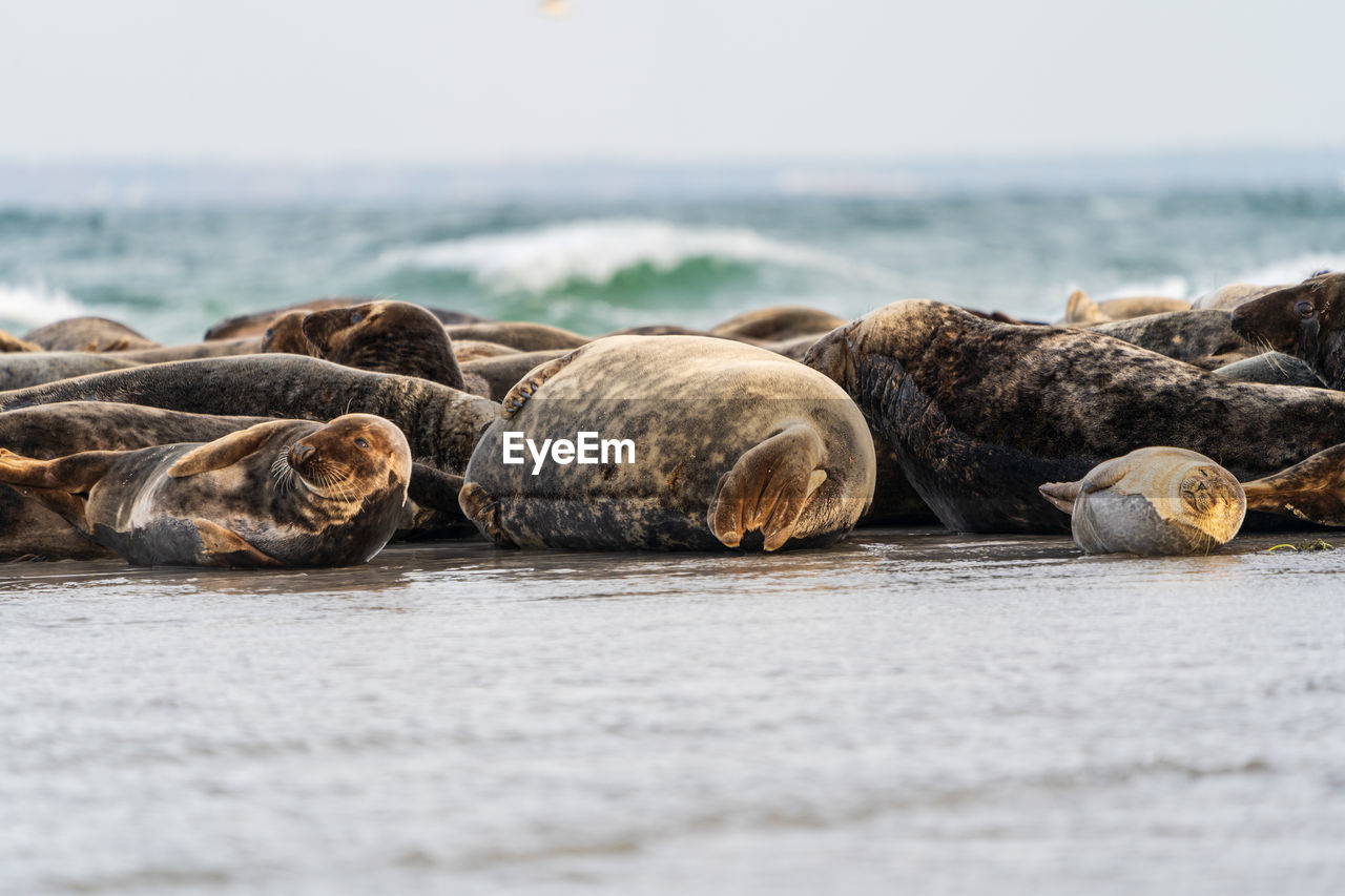 Harbour seals phoca vitulina resting on sandbank on the swedish west coast.