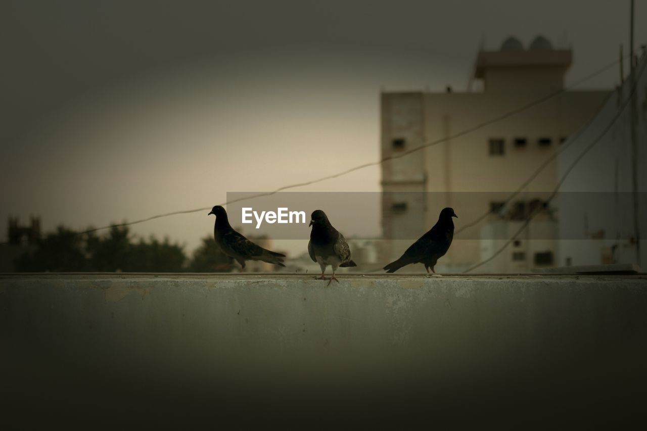 Silhouette birds perching on building against sky