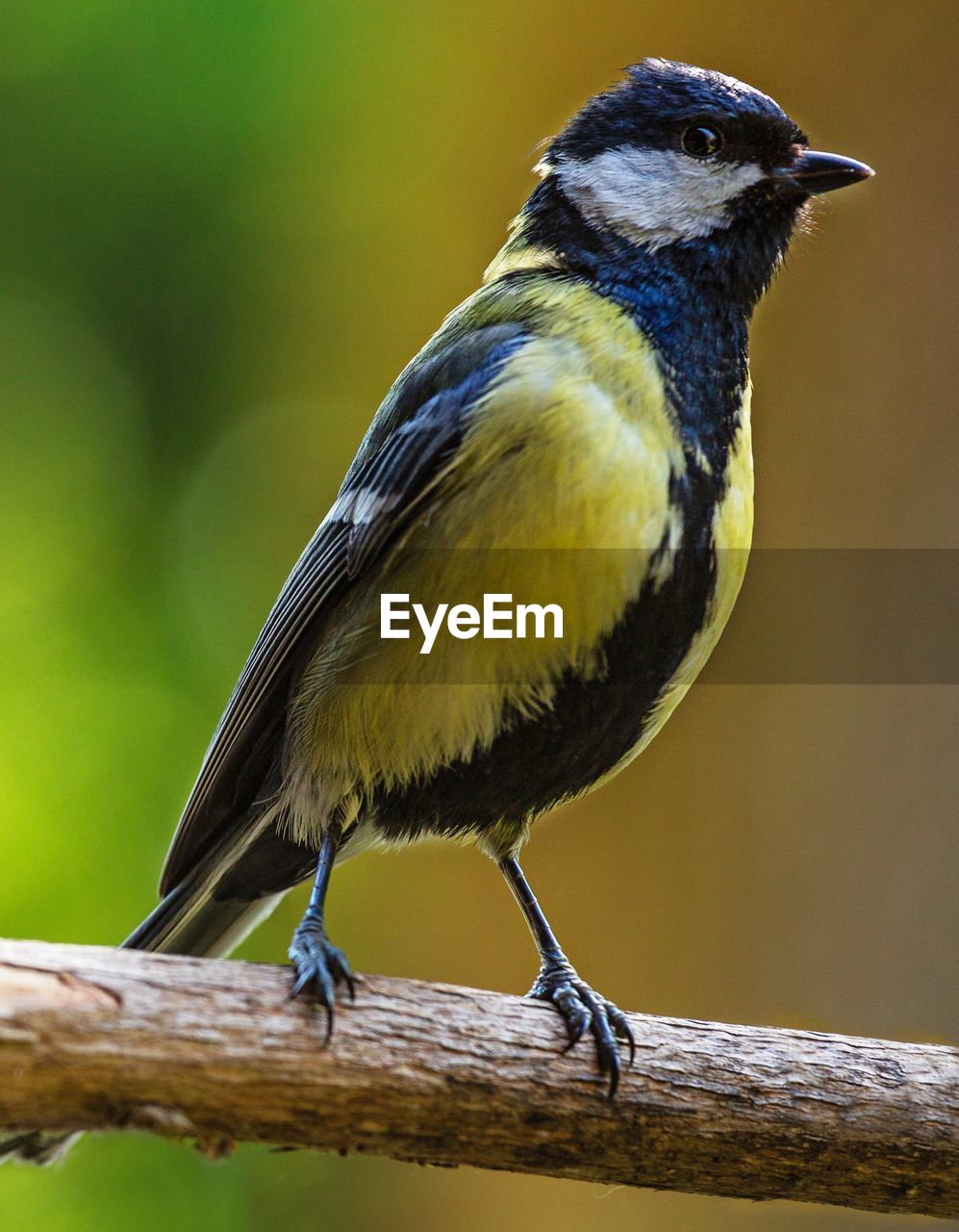 CLOSE-UP OF A BIRD PERCHING ON WOOD