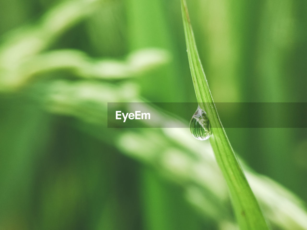 CLOSE-UP OF INSECT ON WEB