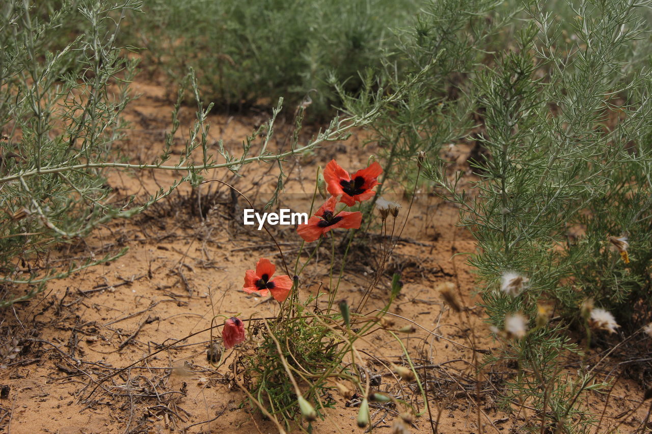 HIGH ANGLE VIEW OF PLANTS GROWING ON LAND